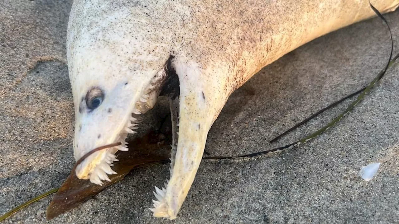 Ghastly sea creature washes up on Southern California beach