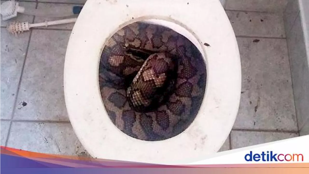 8 Tips Mencegah dan Menangani Ular Masuk Lubang Toilet