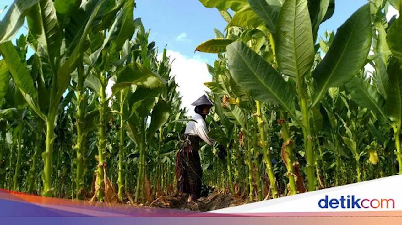 Respons Petani Tembakau soal Cukai Rokok Tak Naik Tahun Depan