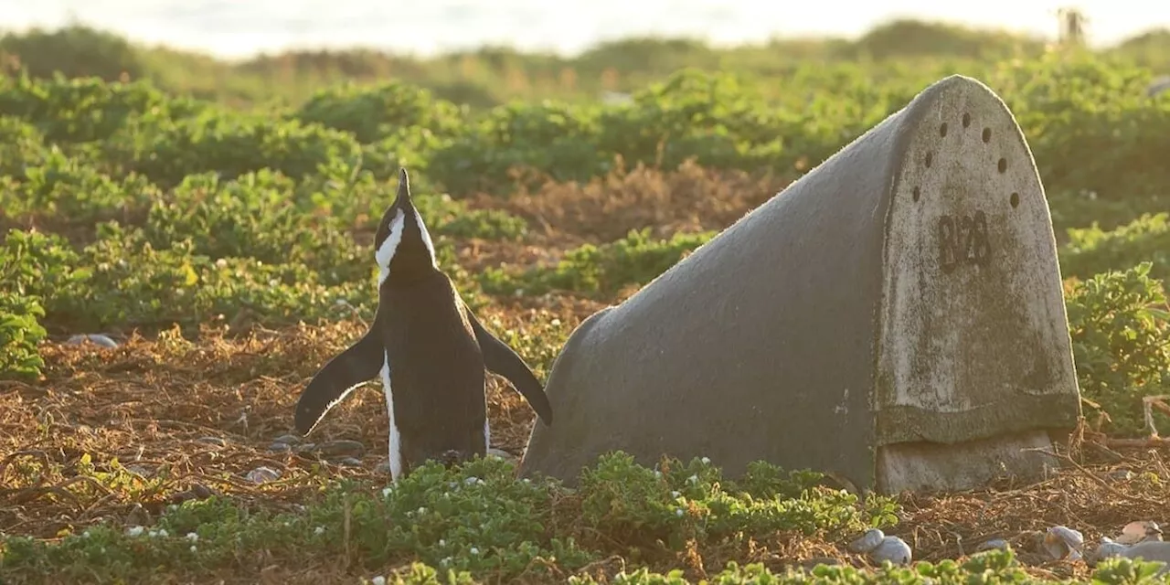 Artenschutz: Auch Pinguine beziehen Nistkästen