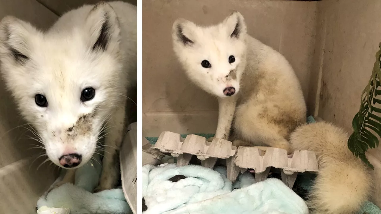 Arctic Fox Found Wandering in Portland, Likely Escaped Pet