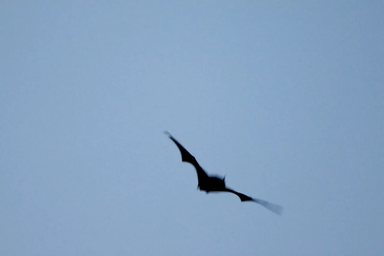 B.C. network of volunteers cast watchful eye over the province’s bat population