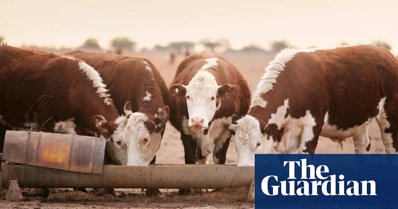 Queensland man charged over alleged online scam ads selling livestock