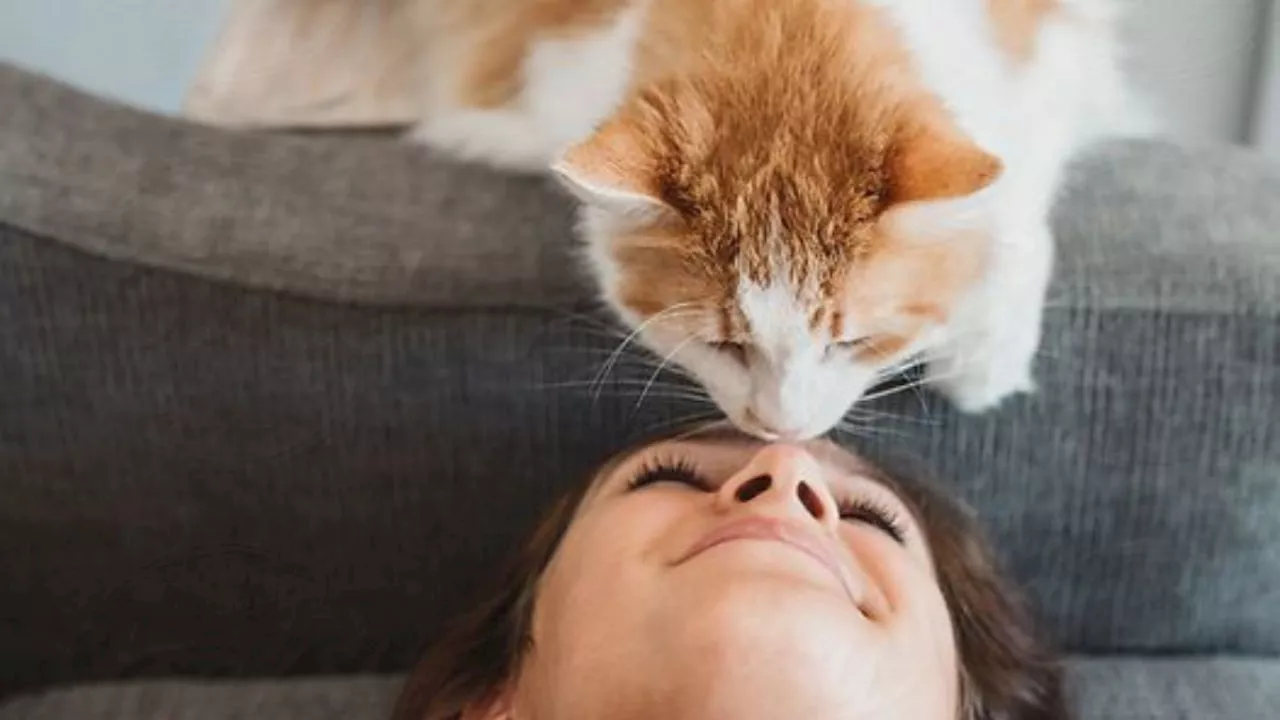 Descubre los motivos por el que los gatos duermen sobre la cabeza de sus dueños