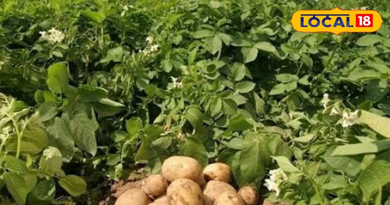 Potato Farming: आलू की इन किस्मों की करें खेती, उद्यान विभाग बीज पर दे रहा है सब्सिडी, बस करना होगा यह काम