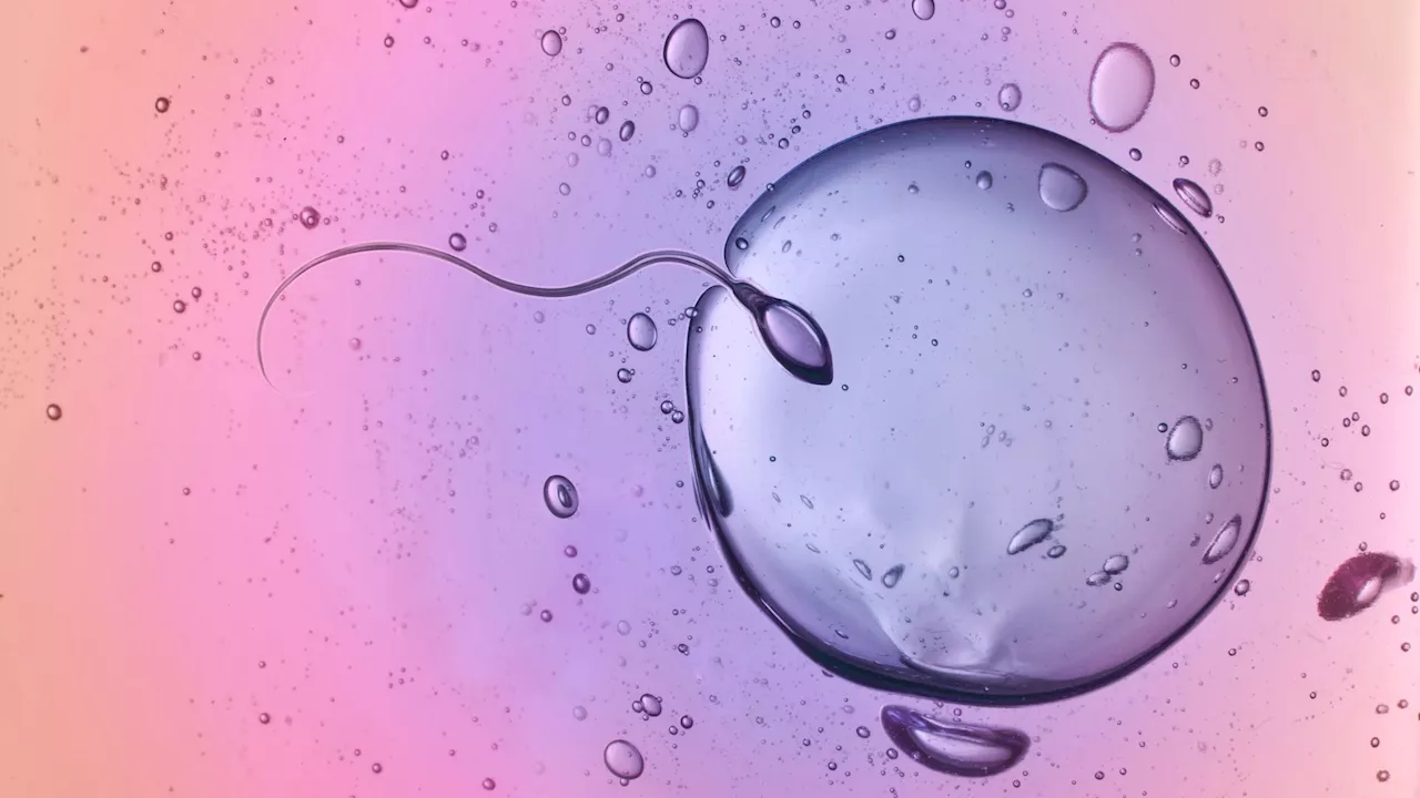 Sperm unlocks egg with the help of 3 hidden protein matchmakers, reveals AI