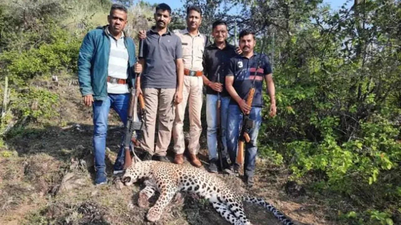 खत्म हुआ आदमखोर तेंदुए का खौफ, वन विभाग ने गोली मार कर किया ढेर; 8 लोगों का किया था शिकार