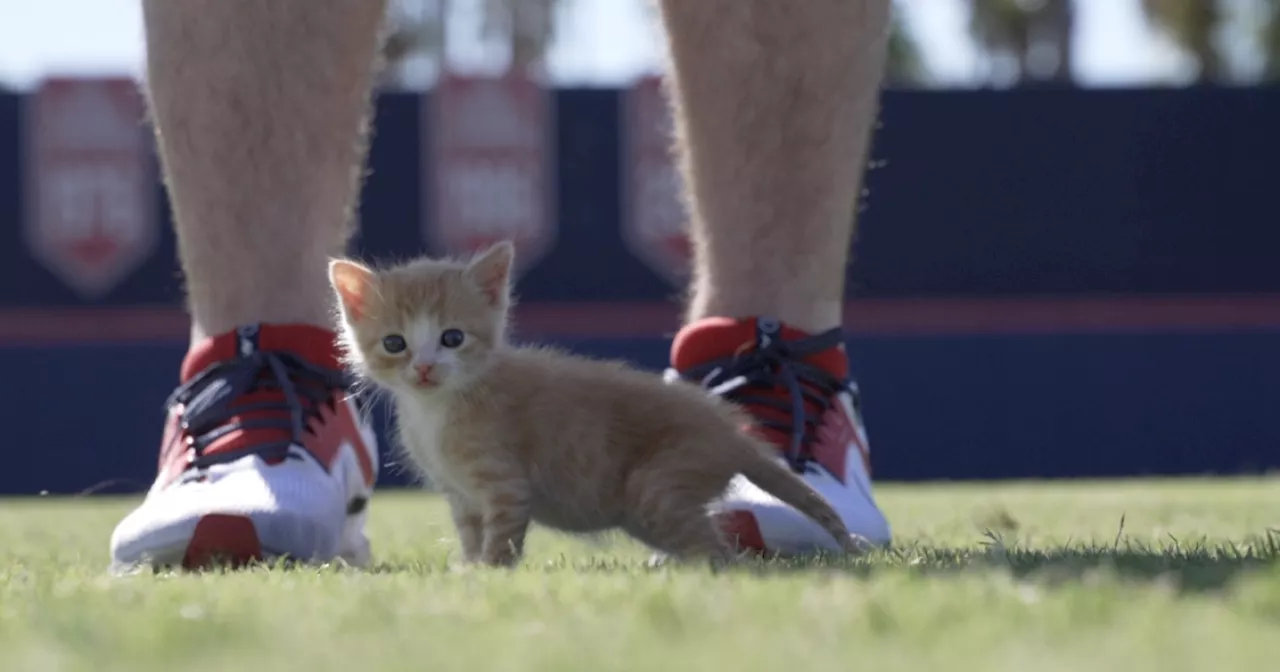 A new kind of wild cats at Hi Corbett Field