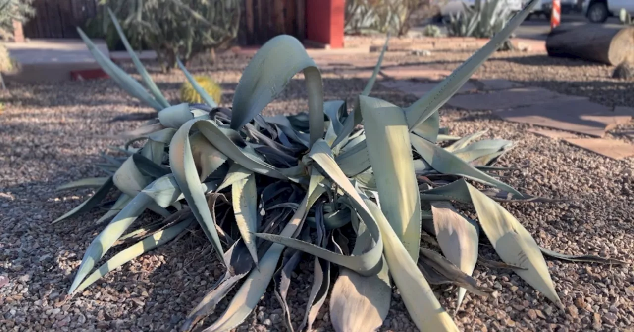 Even desert plants have been feeling the record heat