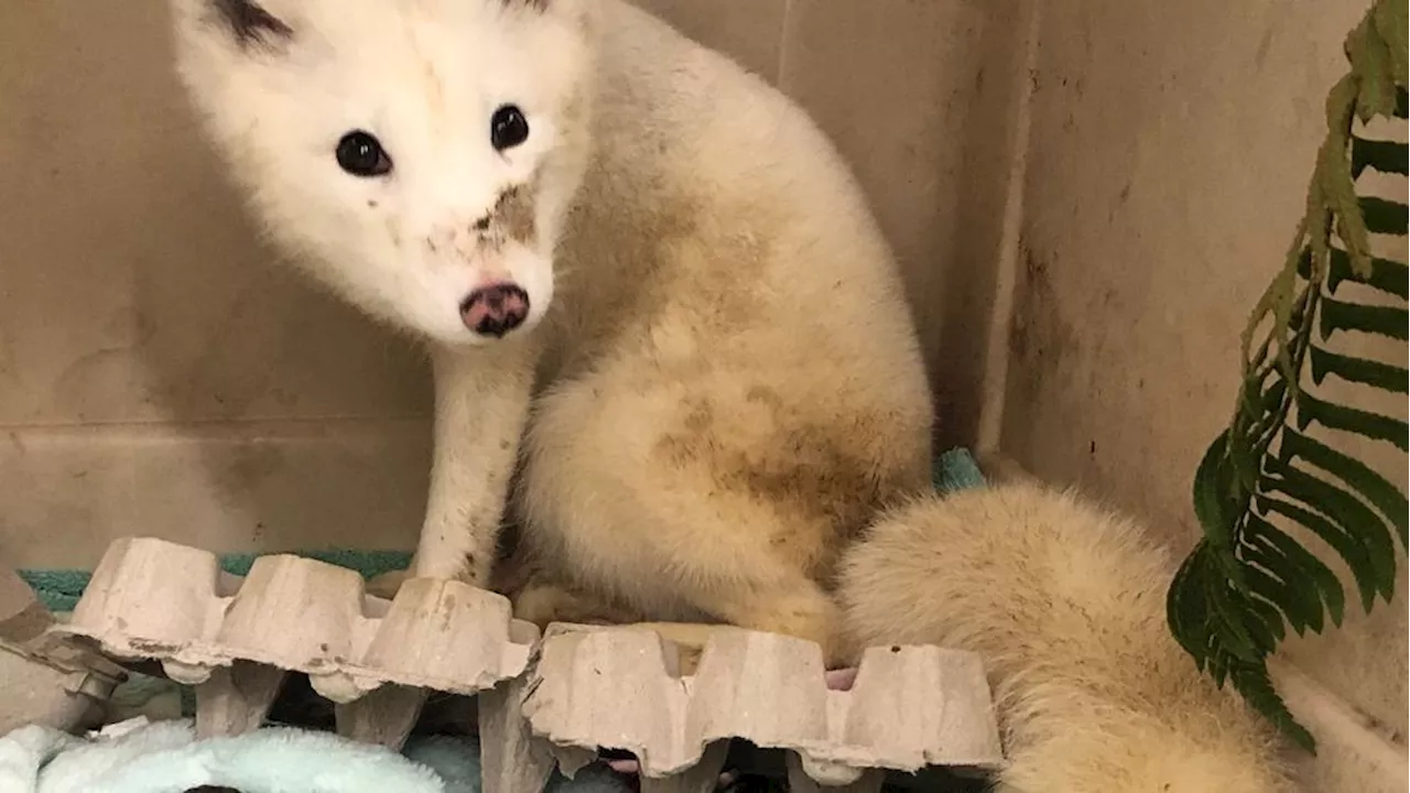 Mystery Arctic fox rescued in Portland, likely escaped from captivity or abandoned