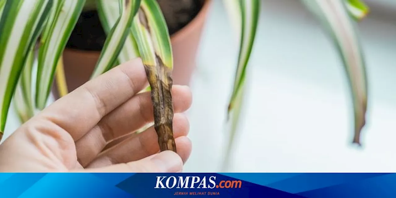 4 Penyebab Daun Tanaman Laba-laba Berwarna Cokelat