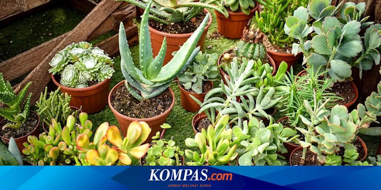 Cara Memperbanyak Tanaman Sukulen dari Daun dengan Mudah