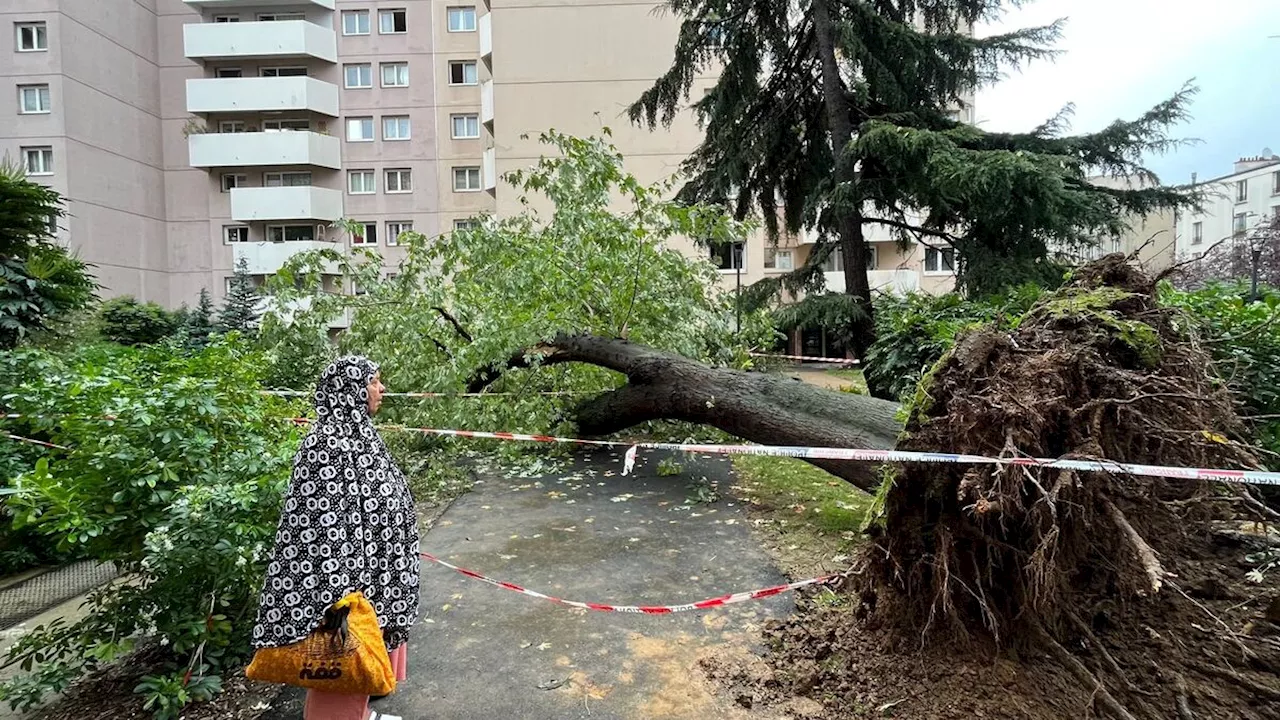 Père de famille tué lors des intempéries à Paris : pourquoi cet arbre s’est-il déraciné ?