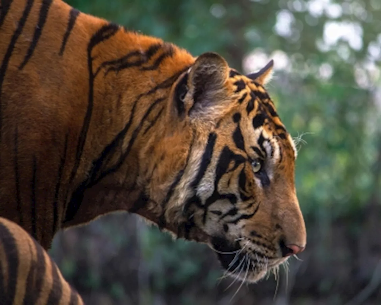 Perhilitan Warns Motorists to Avoid Stopping Along East-West Highway After Two Fatal Tiger Attacks