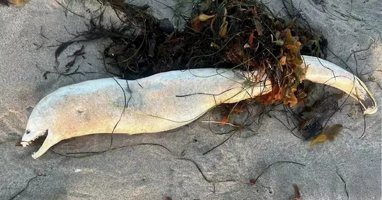 Ghastly sea creature found ashore likened to Loch Ness monster species