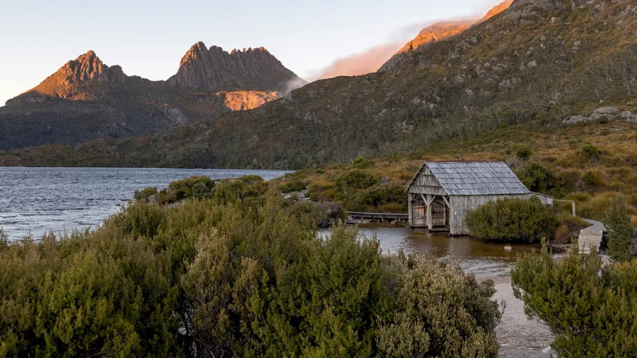 This rare pine tree is a living relic of Tasmania's primordial past