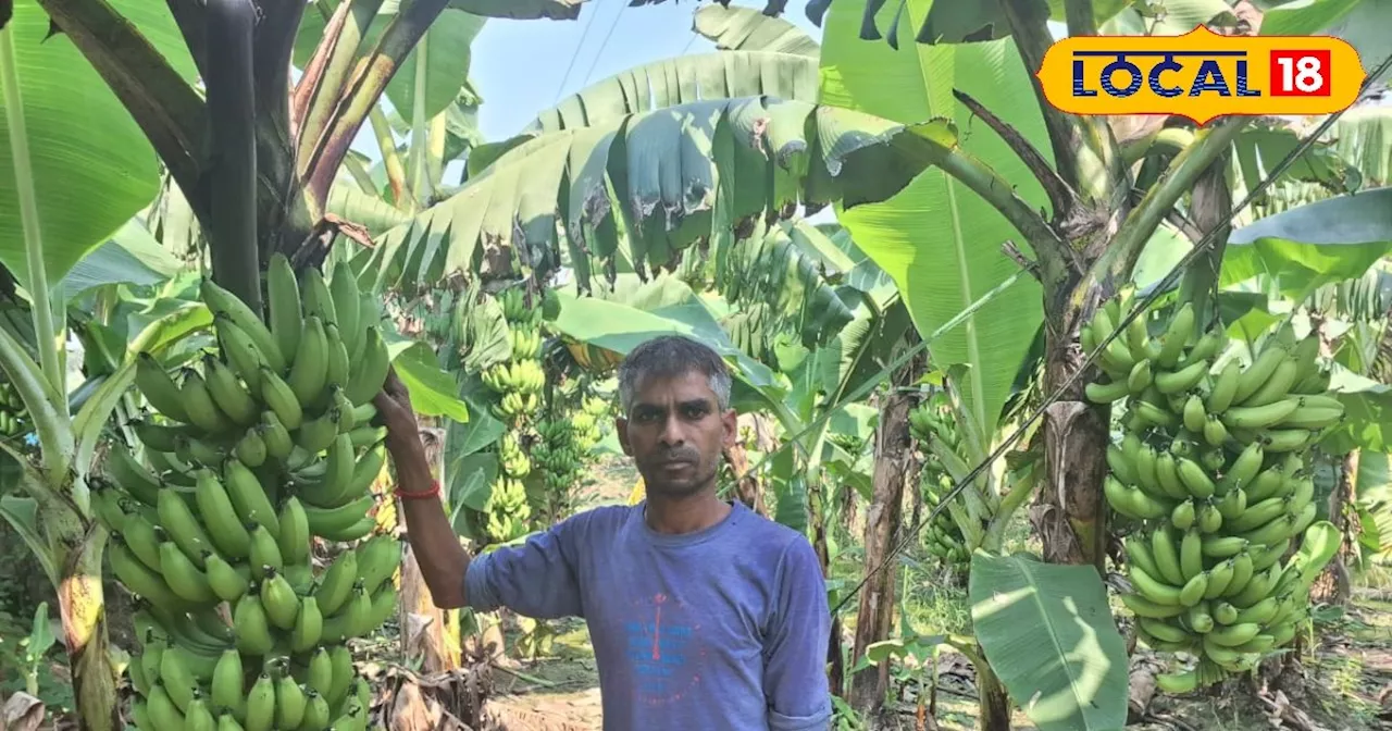 Barabanki Banana farming: 60 हजार की लागत से 3 बीघा में तैयार किया केला की खेती, अब सालाना हो रही 4 लाख की ...