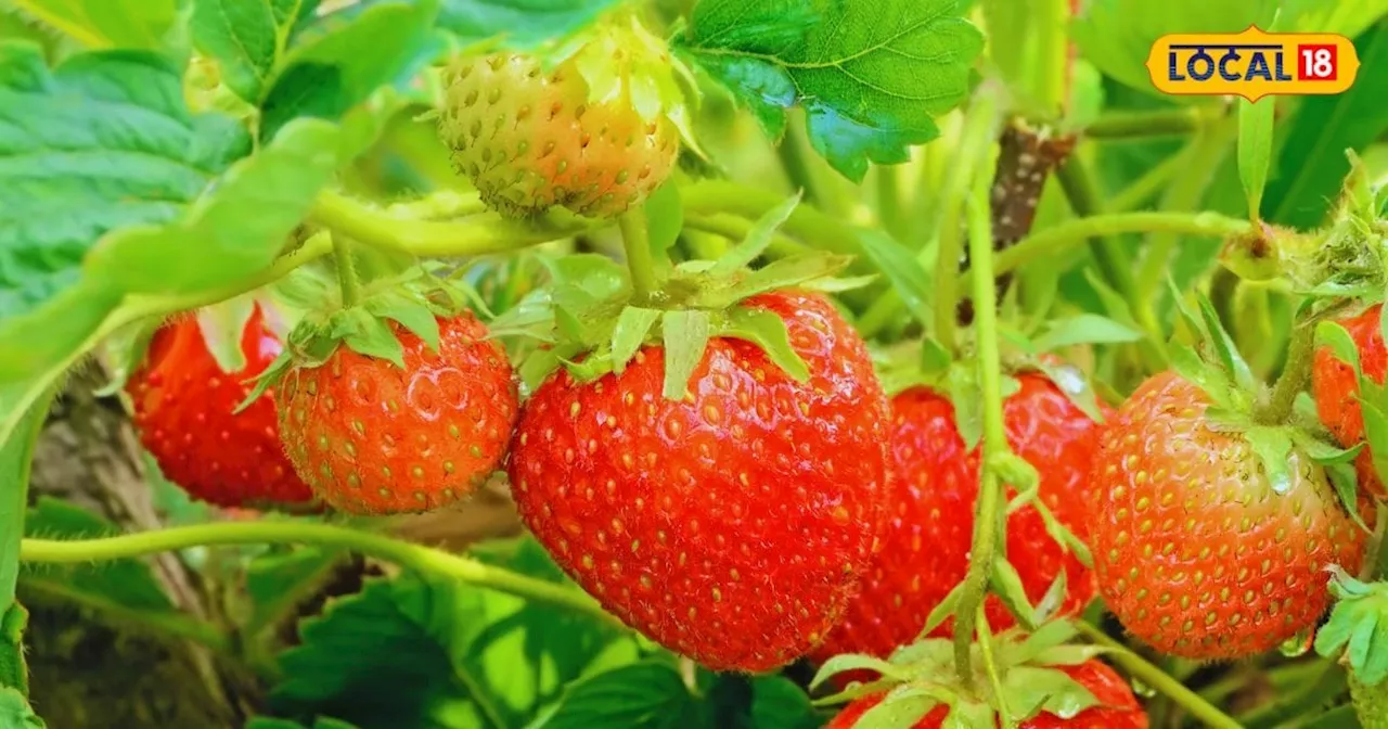 Strawberry Cultivation: इस तकनीक से करें स्ट्रॉबेरी की खेती, प्रति एकड़ 2 लाख तक का होगा मुनाफा