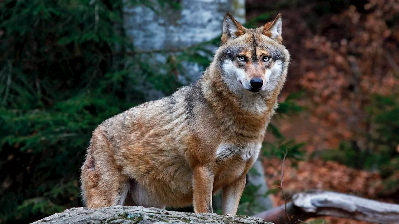 Heulender Wolf saß in Hollenstein auf Terrasse