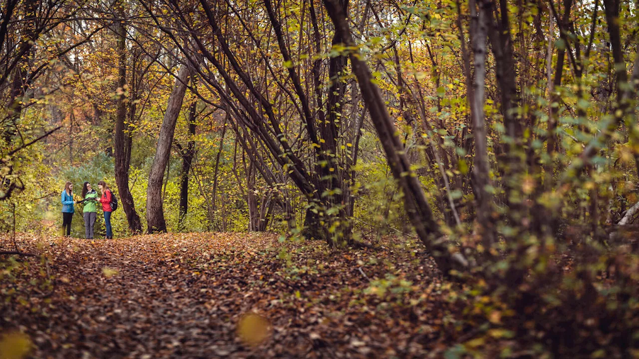 Orth: Nationalpark bietet kostenfreie Herbstwanderung an