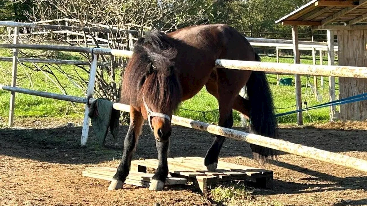 Wolfsgraben: Pferd blieb auf Zaun hängen