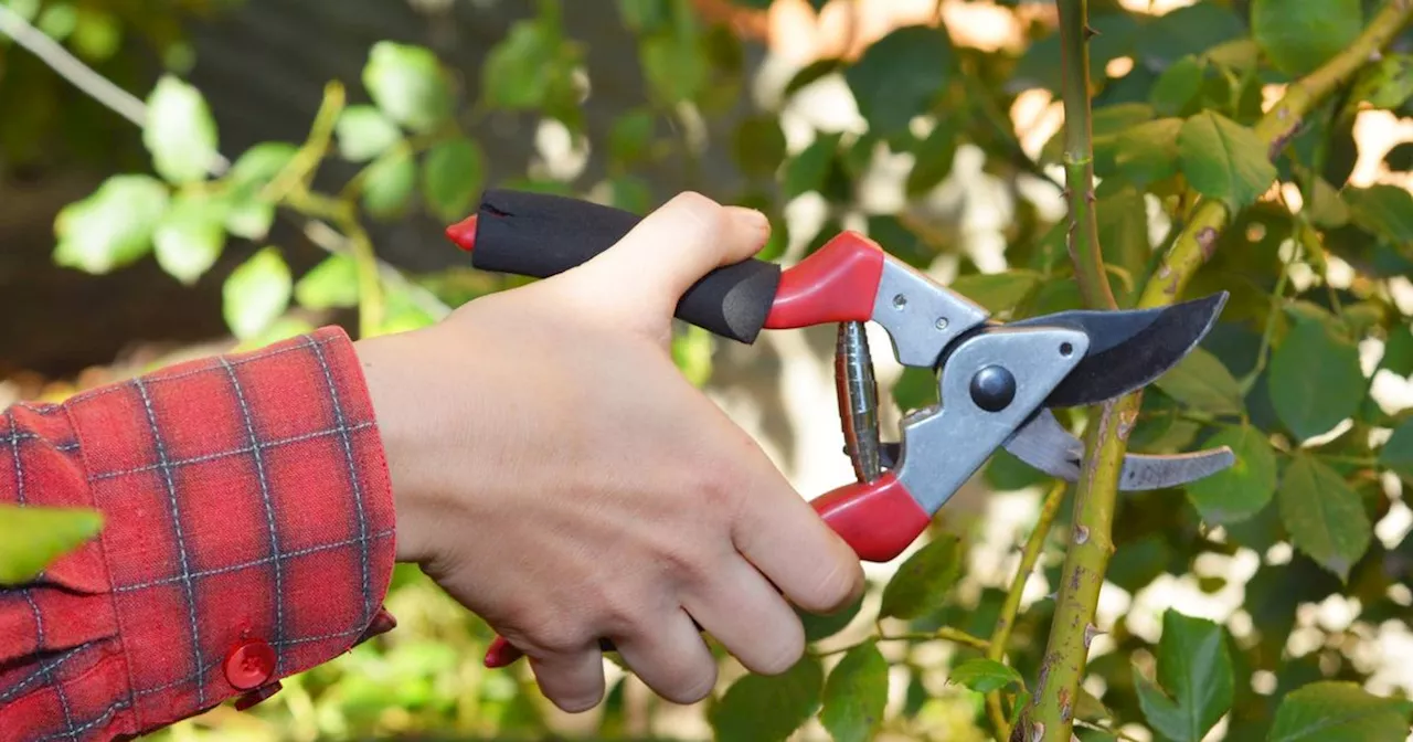 Monty Don shares 'important' gardening job Brits need to do before it's too late