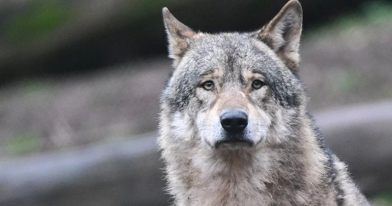 Forscher bestätigen: Neuer Wolf im Kreis Minden-Lübbecke