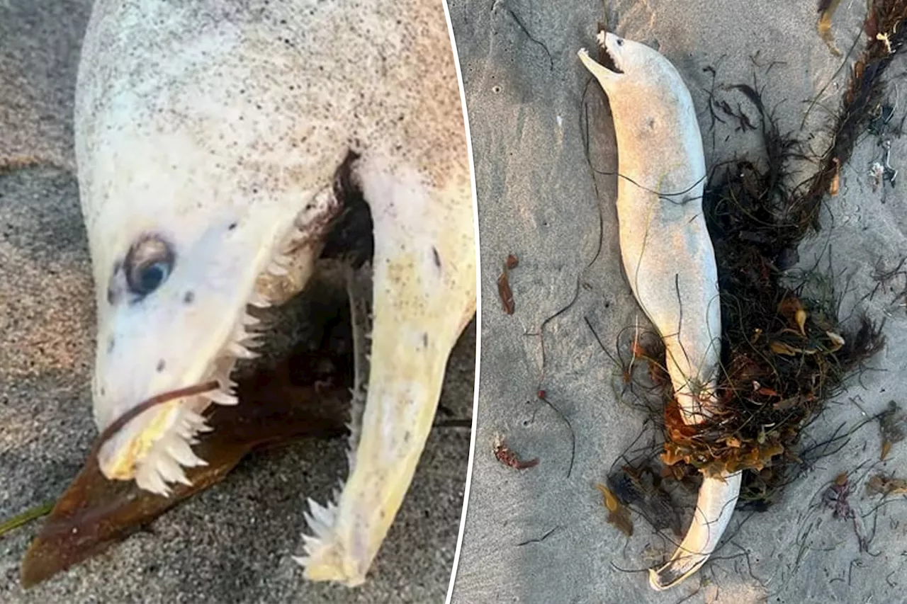 Ghoulish sea monster with creepy teeth washes ashore on beach: 'It's giving me nightmares'