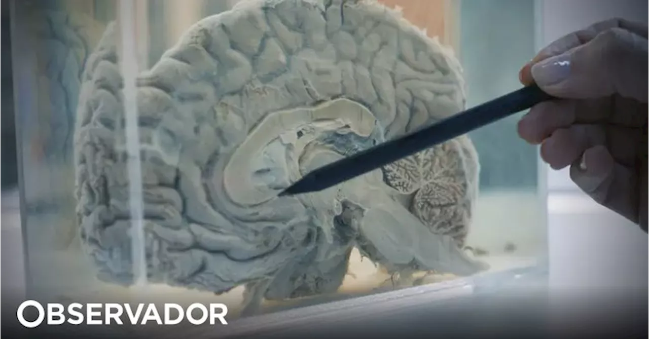 Universidade de Coimbra participa em estudo que revela como o cérebro aprende com experiências