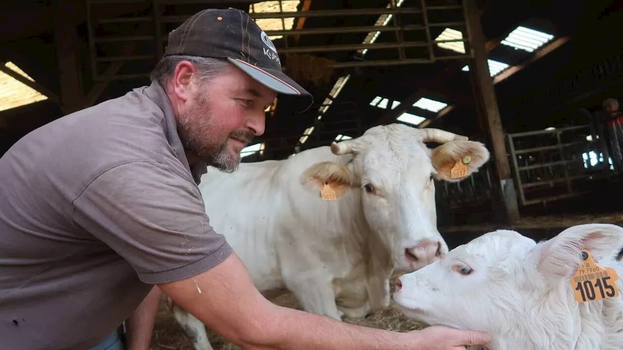 De la fourche à la fourchette : cet éleveur-boucher des Deux-Sèvres joue la transparence