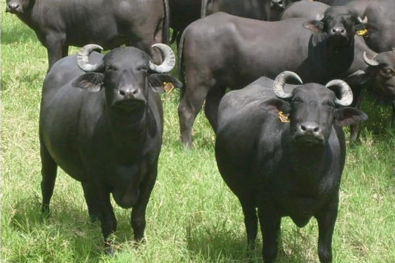 Agro Band: Brasil possui o maior rebanho de búfalos do Ocidente; assista à reportagem