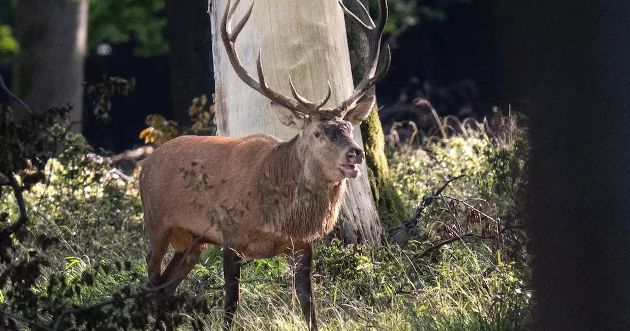 Hirsch tötet Mann in Spanien: Weitere Verletzte