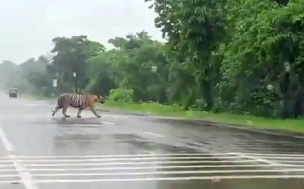 Stay vigilant against tiger attacks on East-West Highway, says Perhilitan