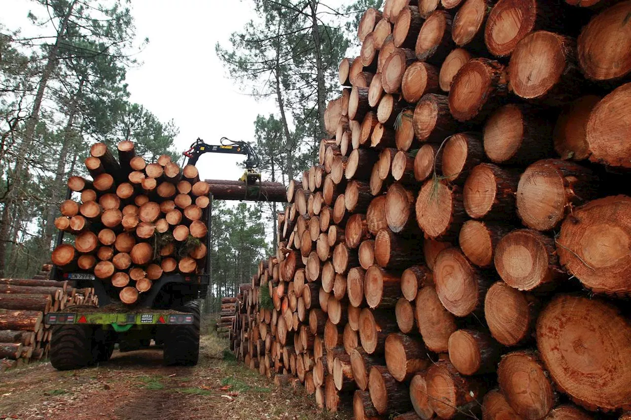 Méga-usine en Lot-et-Garonne. Des industriels du bois inquiets face à l’arrivée de Swiss Krono