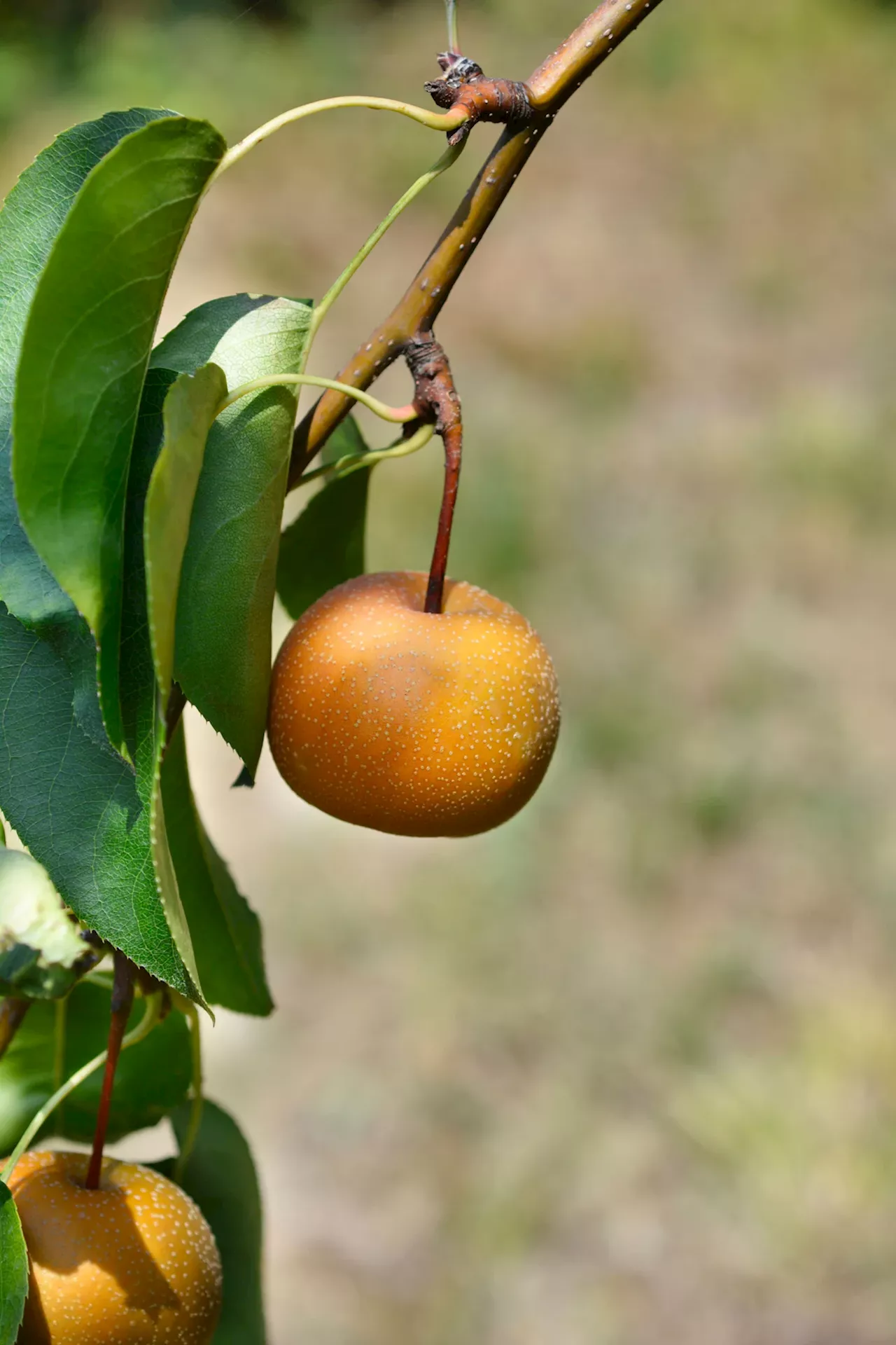 Die versteckte Delikatesse: Die Nashi-Birne