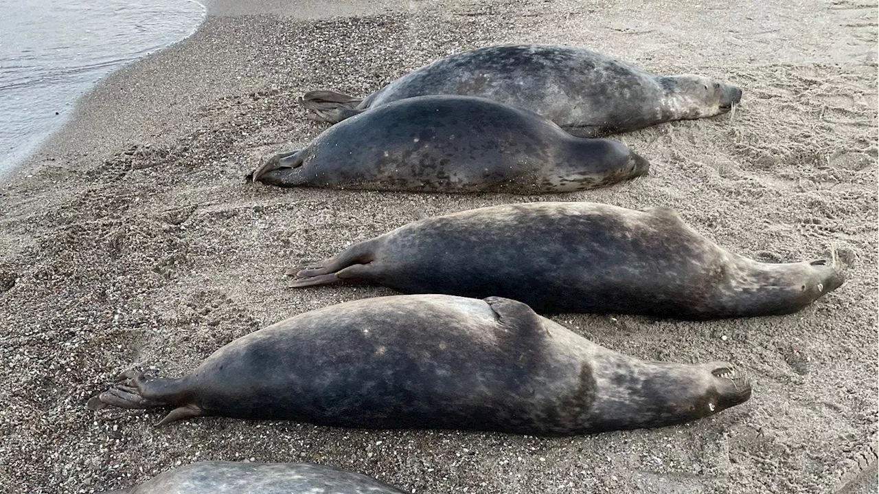 Ungewöhnlich viele tote Tiere: Kegelrobben an Rügens Küste sind wahrscheinlich ertrunken