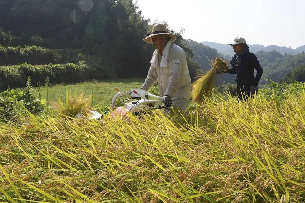 Aging farmers face extreme temperatures as they struggle to maintain Japan's rice crop