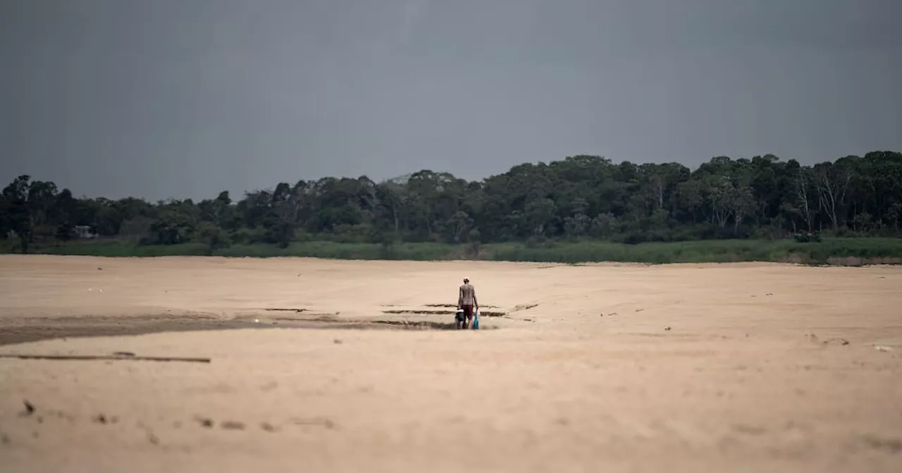 Alarmante sequía en el Amazonas: Los principales ríos en Brasil están en sus mínimos históricos