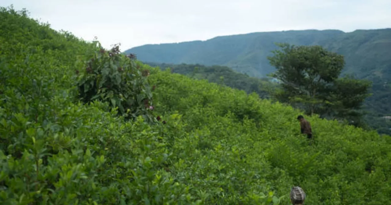 Colombia rompe récord en producción de cocaína en 2023, revela informe de la ONU