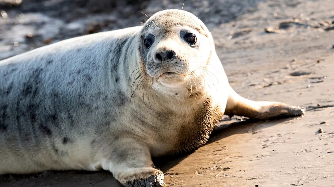 Tiere: Rätsel um tote Kegelrobben auf Ostseeinsel Rügen – Expertin hat Verdacht