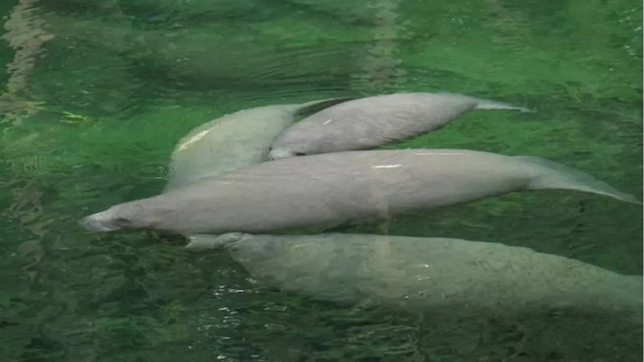 475 manatees have died in Florida so far this year, including 5 in Duval County