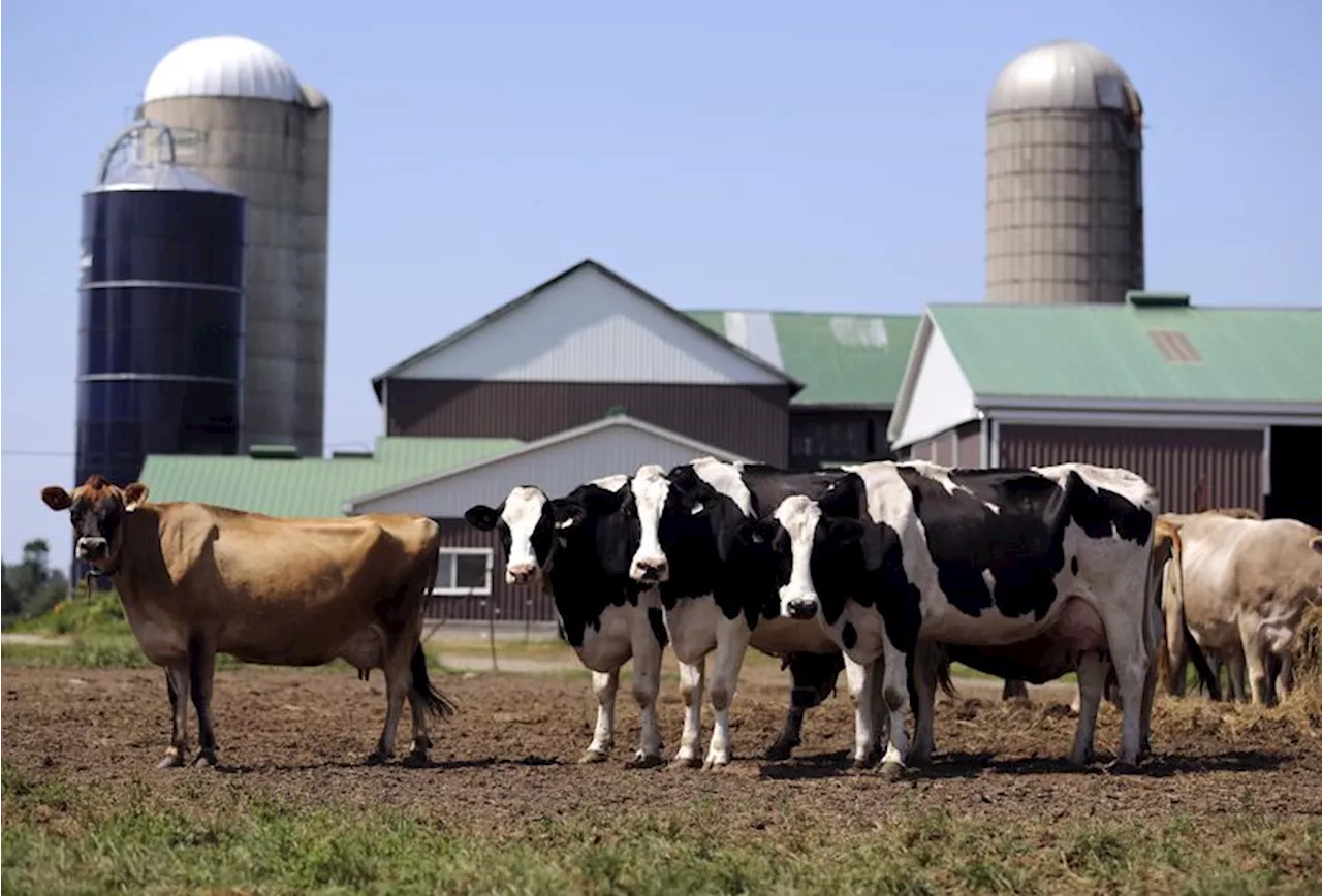 New Zealand escalates dairy trade dispute with Canada