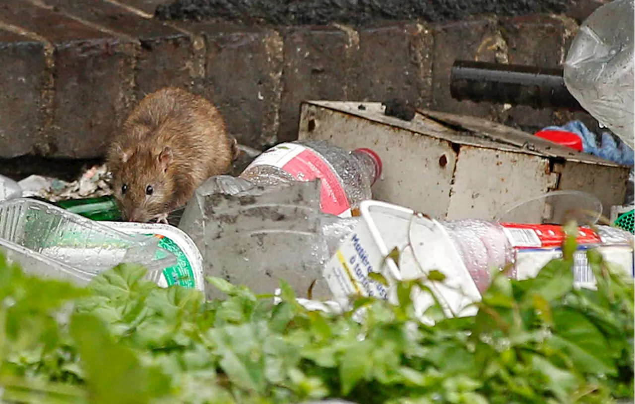 Le rat, héros comique du décor marseillais