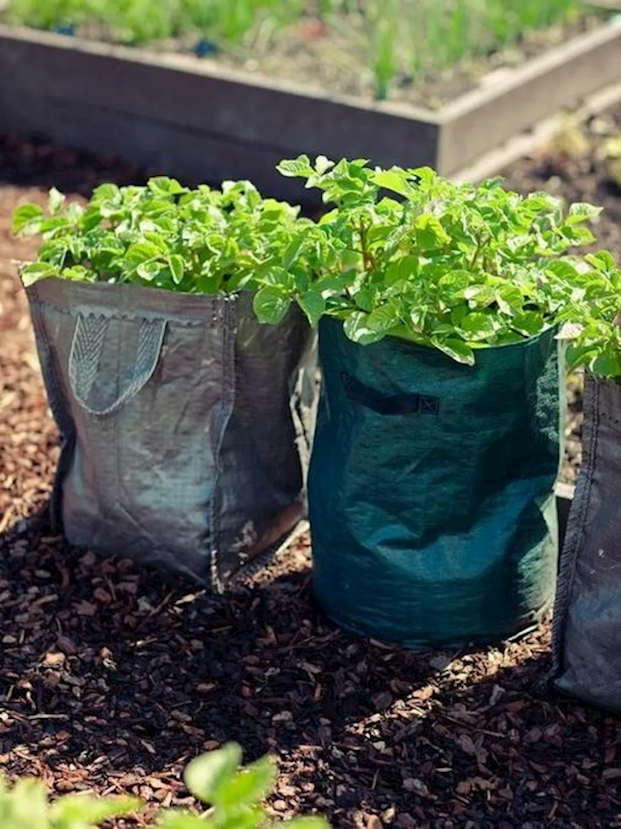 ग्रो बैग में आसानी से उगा सकते हैं ये सब्जियां, इन बातों का रखें ध्यान