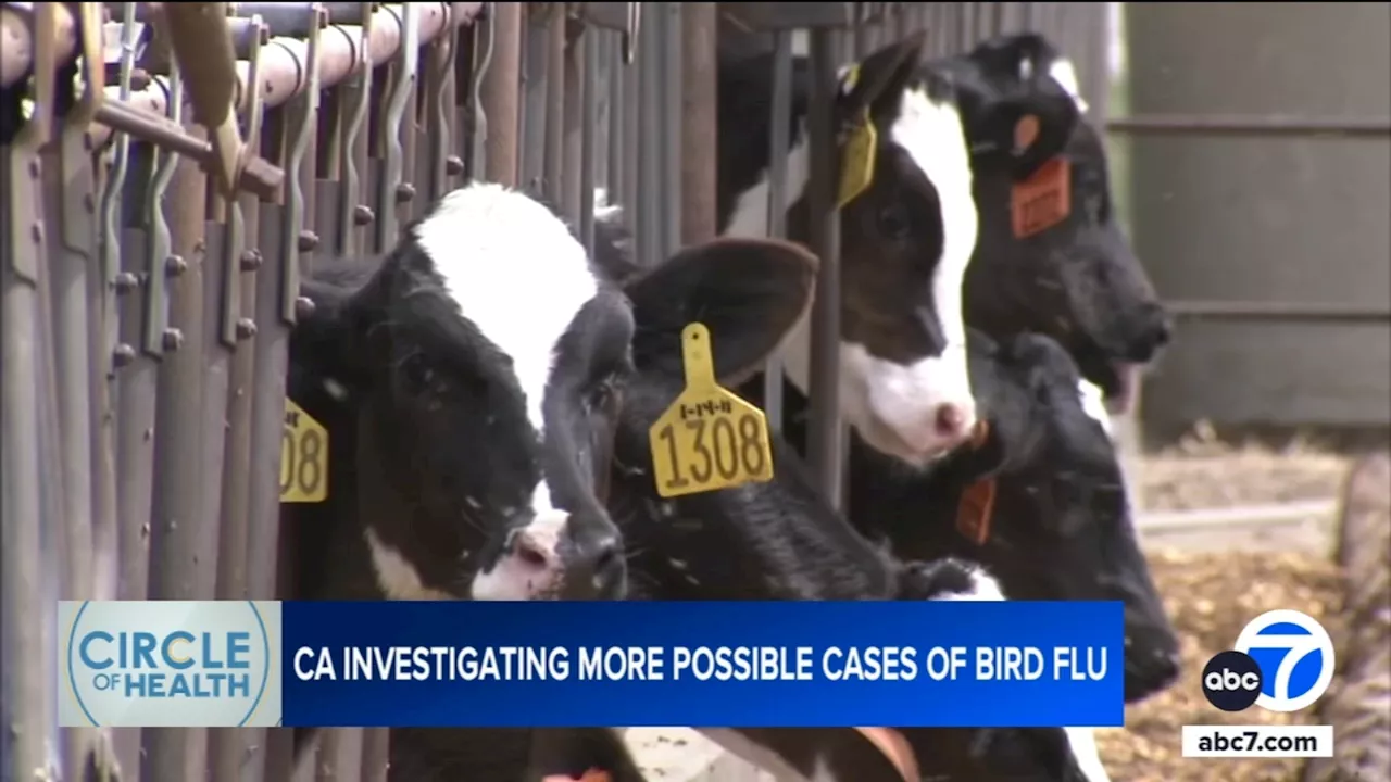 Bird flu cases rise among dairy workers in California amid growing herd infections