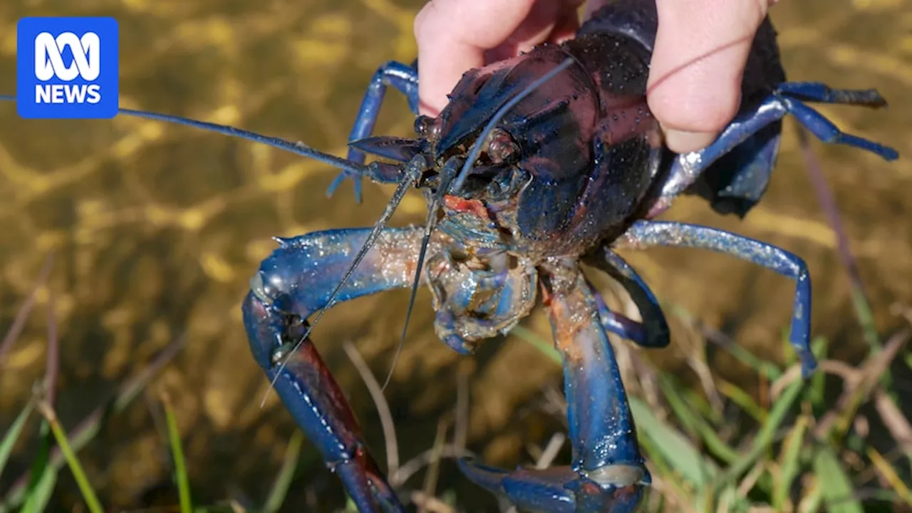 Calls for higher fines to penalise illegal marron fishing in WA's South West