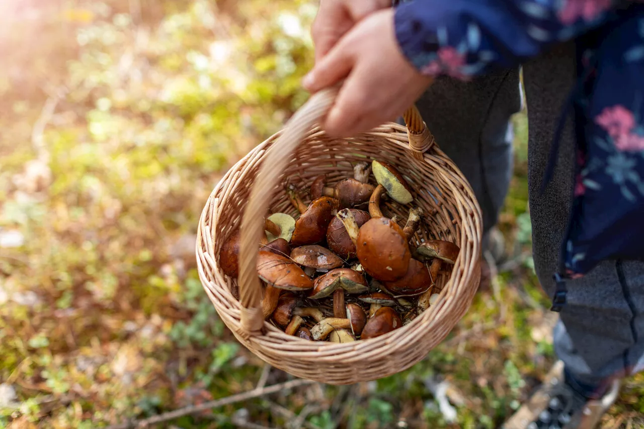 Entre les feuilles mortes, découvrez les champignons comestibles de l'automne