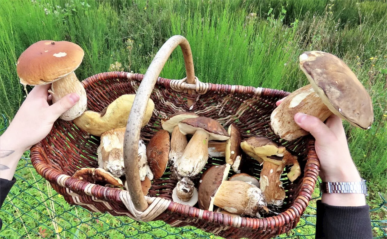 Près de Nice, c'est maintenant qu'il faut cueillir les champignons : voici où en trouver