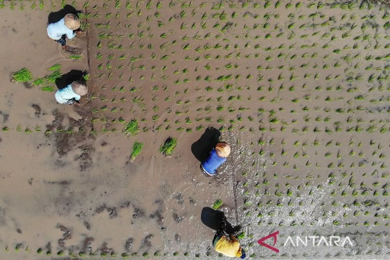 Petani Jawa Kuno Manfaatkan Rasi Bintang Orion untuk Menentukan Waktu Tanam Padi