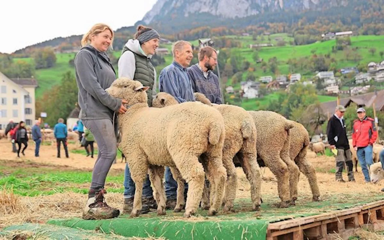 Hohe Tierqualität an allen vier Schwyzer Kleinviehschauen